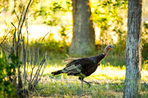 " Wind River Turkey " Photograph