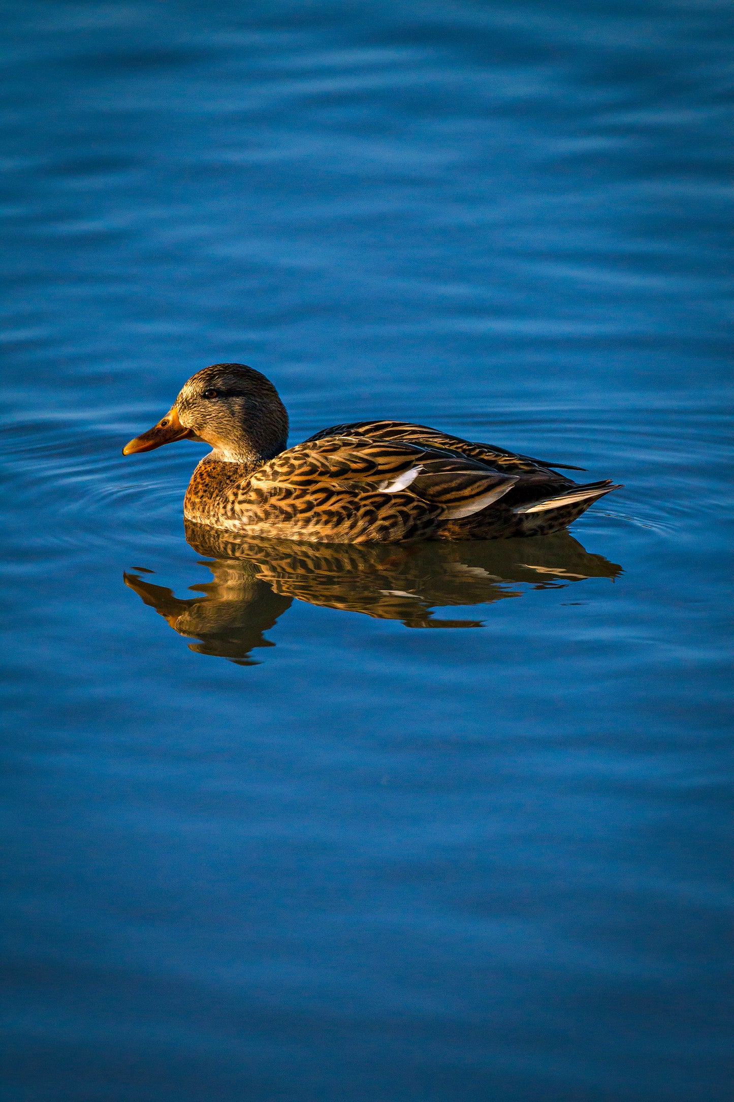 " Mallard Hen Sunrise " Duck Photograph