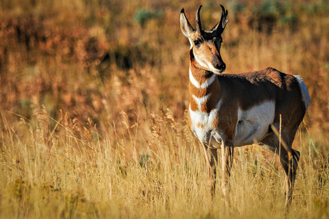 " Teton Pronghorn " Photograph