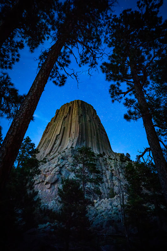 Devil's Tower National Monument in Northeastern Wyoming stands tall in the twilight of a beautiful Wyoming night  The unique rock formation is framed between pine trees with starlight in the sky in this eye catching photo