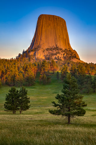 Up close photograph of Devil's Tower just after sunset, right in the twilight time  Photograph was taken from Joyner Ridge trail, just to the north of the tower  Conifer pine trees stand strong in the foreground