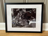 " Vedauwoo Conifer Tree Snag " Photograph