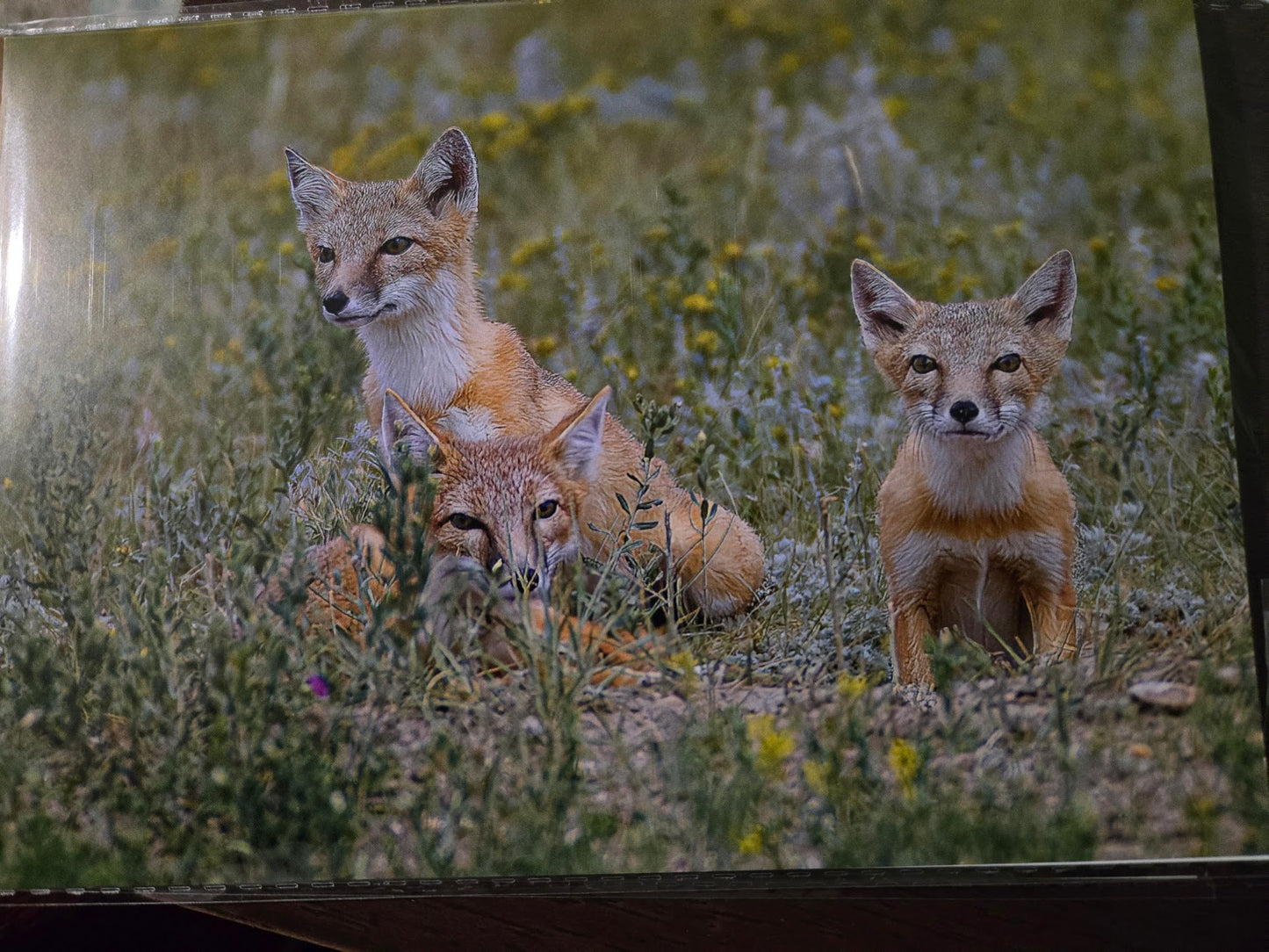 Greeting Card- "Keeping An Eye On Me" Fox