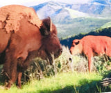 " Wyoming Scenery " 5 Card Pack