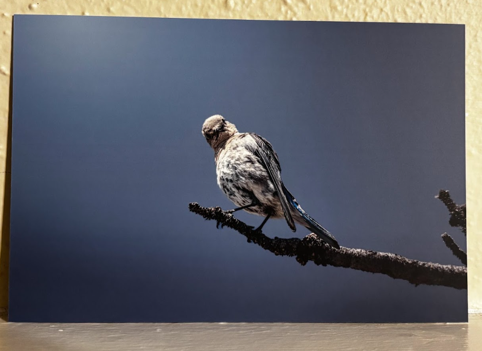 Postcard- Photos- Wyoming Wildlife and Scenery