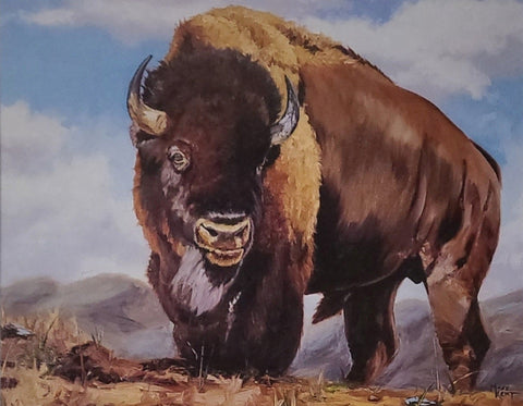 " Bison " 4 Blank Greeting Cards Box