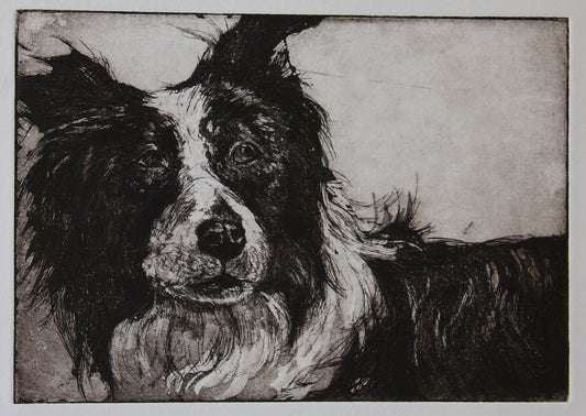 " The Old Fella " Border Collie Matted Intaglio Etching