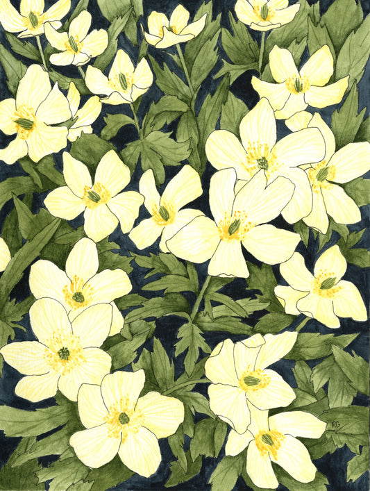 Watercolor Print- "Meadow Anemones"