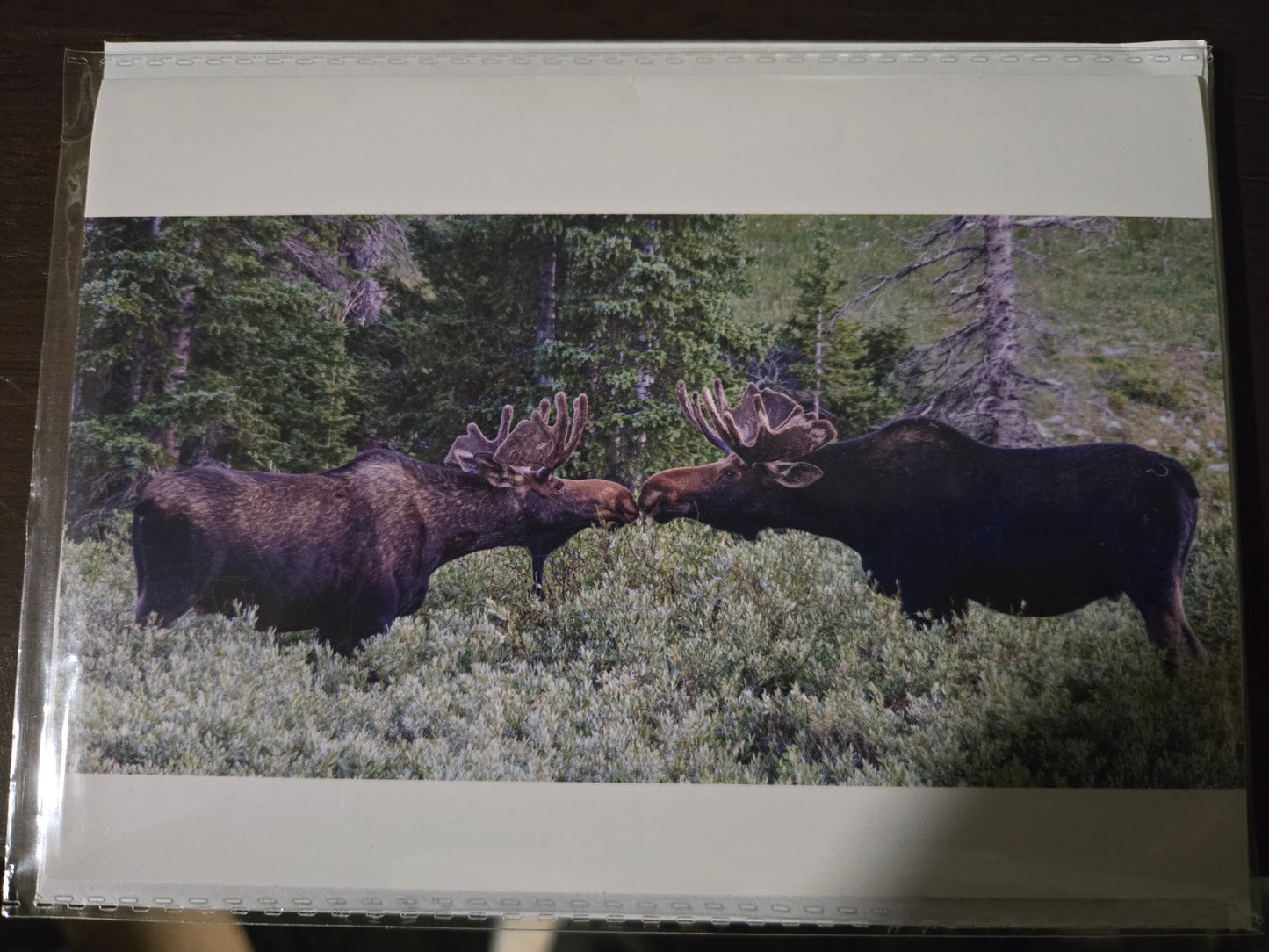 Greeting Card- "Moose Smooch"