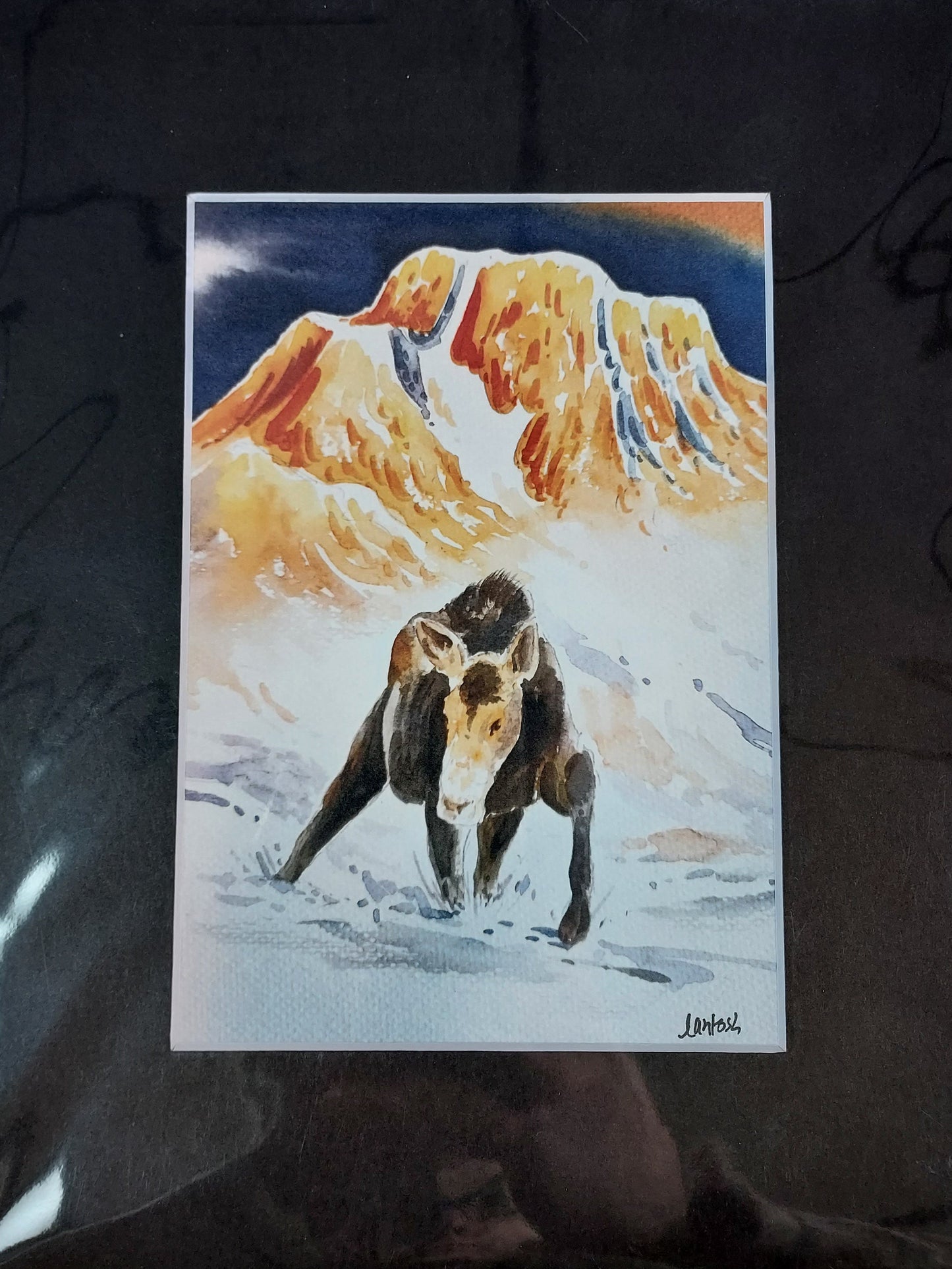 Wildlife Themed - Assorted 8x10 Matted Prints