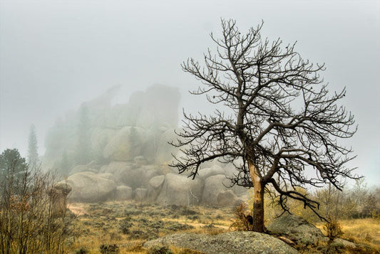 Vedauwoo, The Nautilus and Tree in Fog Print 19 x 13.  Photograph was taken in Vedauwoo State Park between Laramie and Cheyenne Wyoming  Made of 1.4 billion year old Sherman Granite, Vedauwoo is a very popular rock climbing area  Skeleton tree in the foreground with the Nautilus rock outcrop just visible in the fog  Printed with pigment ink on textured matte paper  19" long x 13" high print  Ready for a frame  In plastic sleeve and on foam board for protection