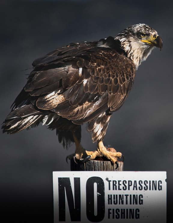 Photo Print - "No Permission Required" Eagle