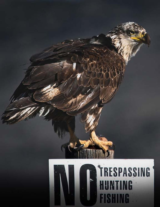 Photo Print - "No Permission Required" Eagle