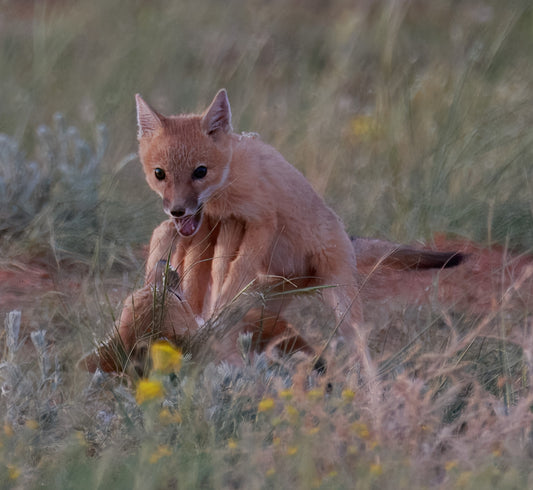 Metal Print- "Play Time" Fox