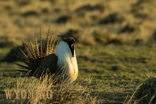 Post Card - " Prairie King " Sage Grouse