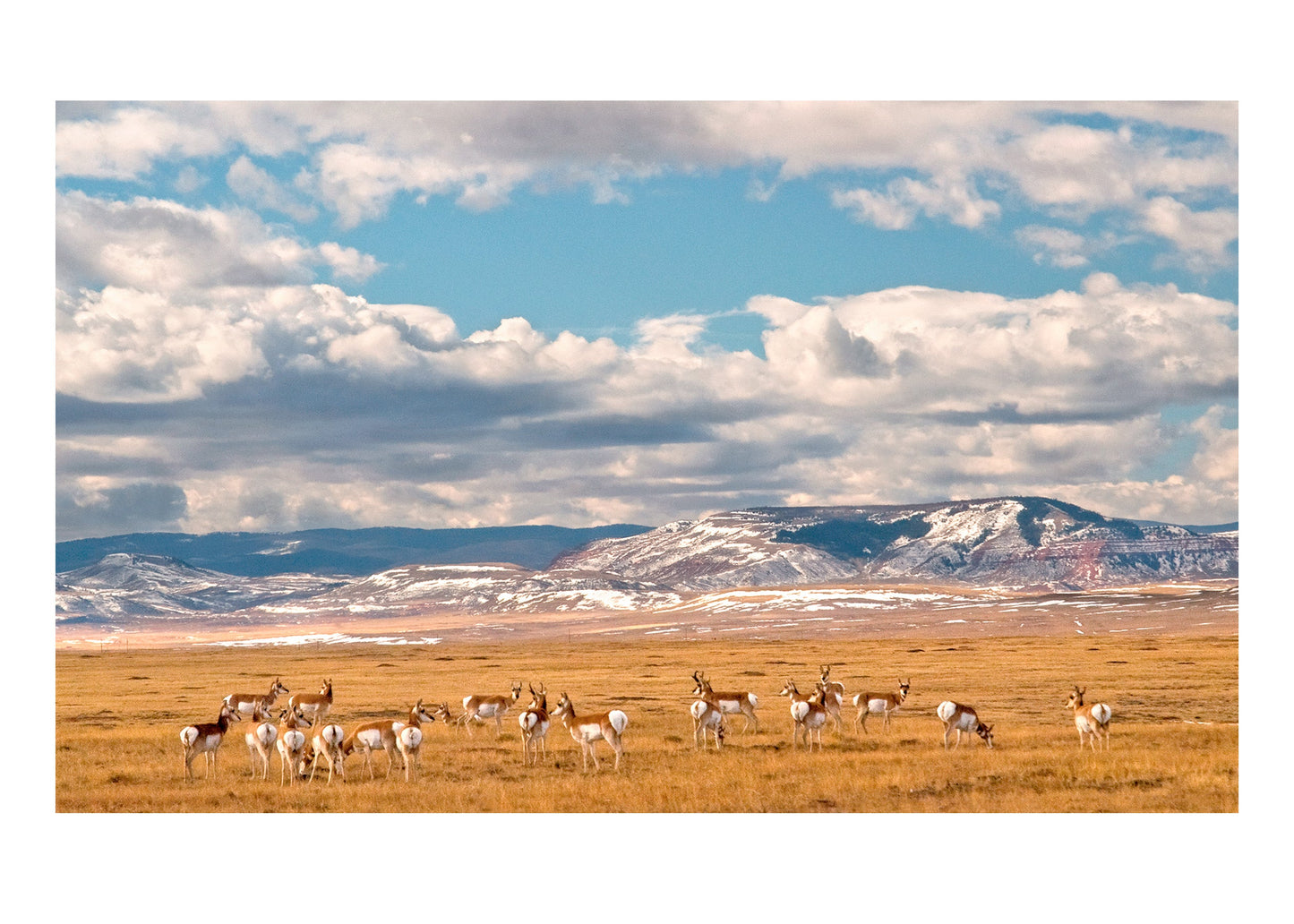 pronghorn and red mountain 5x7 card