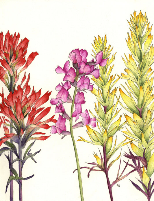 Watercolor Print- "Purple Locoweed and Indian Paintbrush"