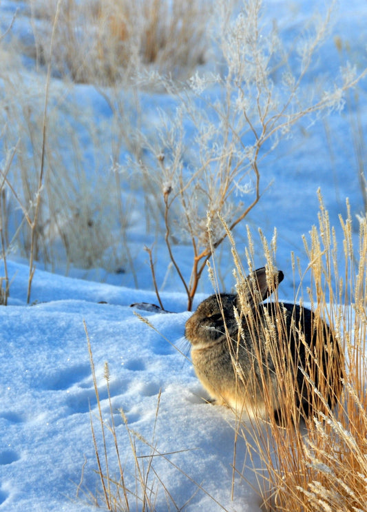 photograph card of a little cottontail rabbit sitting huddled against the cold while in the snow