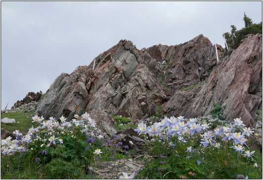 " Snowy Range Columbine Flowers " Print  Artist: Rick Walters  Columbine flowers abound in July in the Snowy Range Mountains just West of Laramie Wyoming   Medicine Bow National Forest Scenic Bypass  The light purple of the columbine shows in stark contrast to the dark green vegetation and the harsh rocks of the mountain  14" long x 11" high  On a thick foam board and in a plastic sleeve for added protection  Ready for a frame of your choice