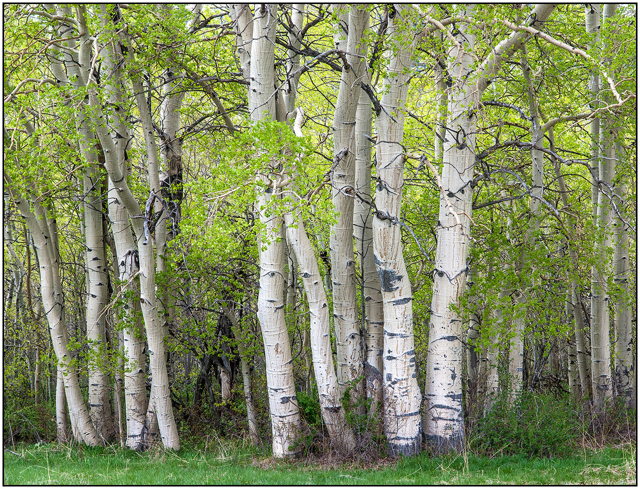 " Spring Aspen Grove Near Centennial Wyoming " Framed Print  Artist: Rick Walters  A grove of aspen has just started to leaf out in the Spring   The vibrant green with the beautiful trunk of each tree makes you want to walk into the center  You know before long the green will turn to the vibrant colors of fall  8" x 10 " matted and framed print  Matted in a light cream colored matting