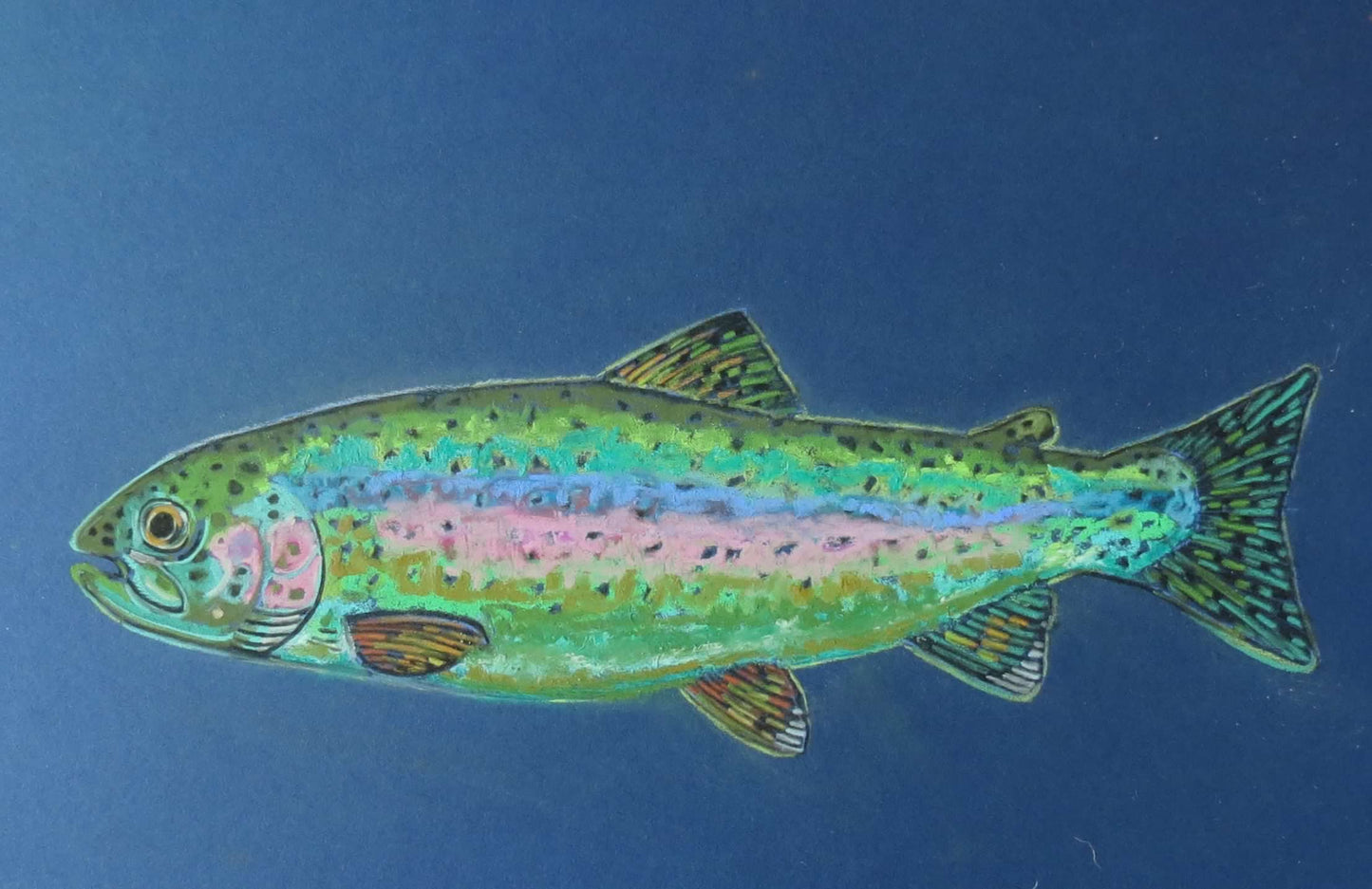Card Pack- Set of 4 -Assorted Trout -Fish