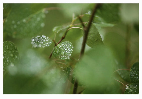 " Rainy Day " Framed Photo