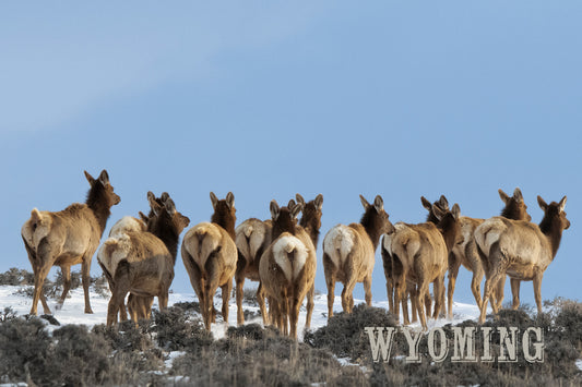 Post Card - " Rear View of the Herd " Elk