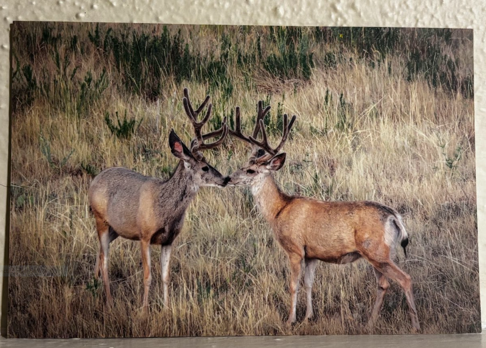Postcard- Photos- Wyoming Wildlife and Scenery