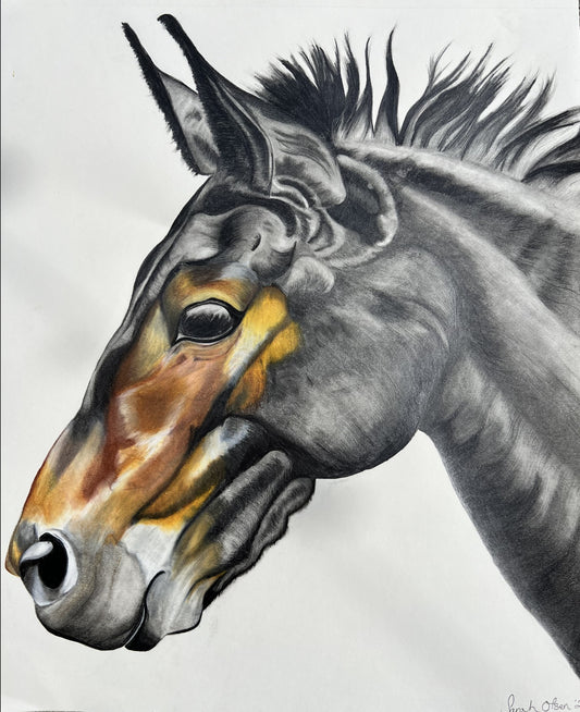 graphite and colored pencil drawing of a mule head