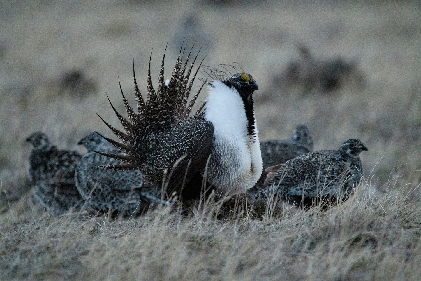 Postcard - "Sage Grouse Lek"