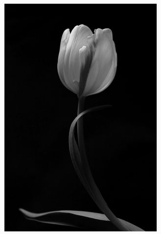 single tulip flower in black and white. photograph framed