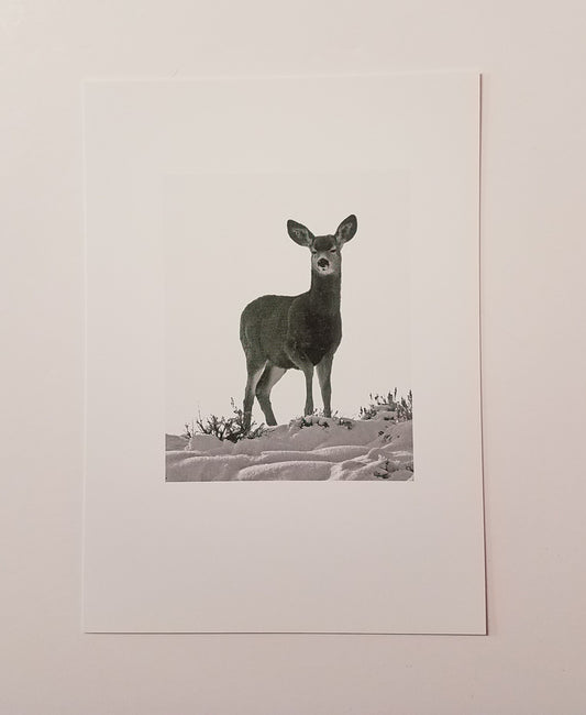 " Sister " Deer Greeting Card