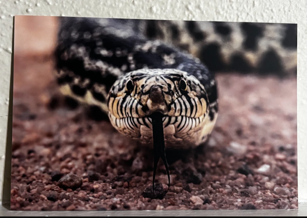 Postcard- Photos- Wyoming Wildlife and Scenery