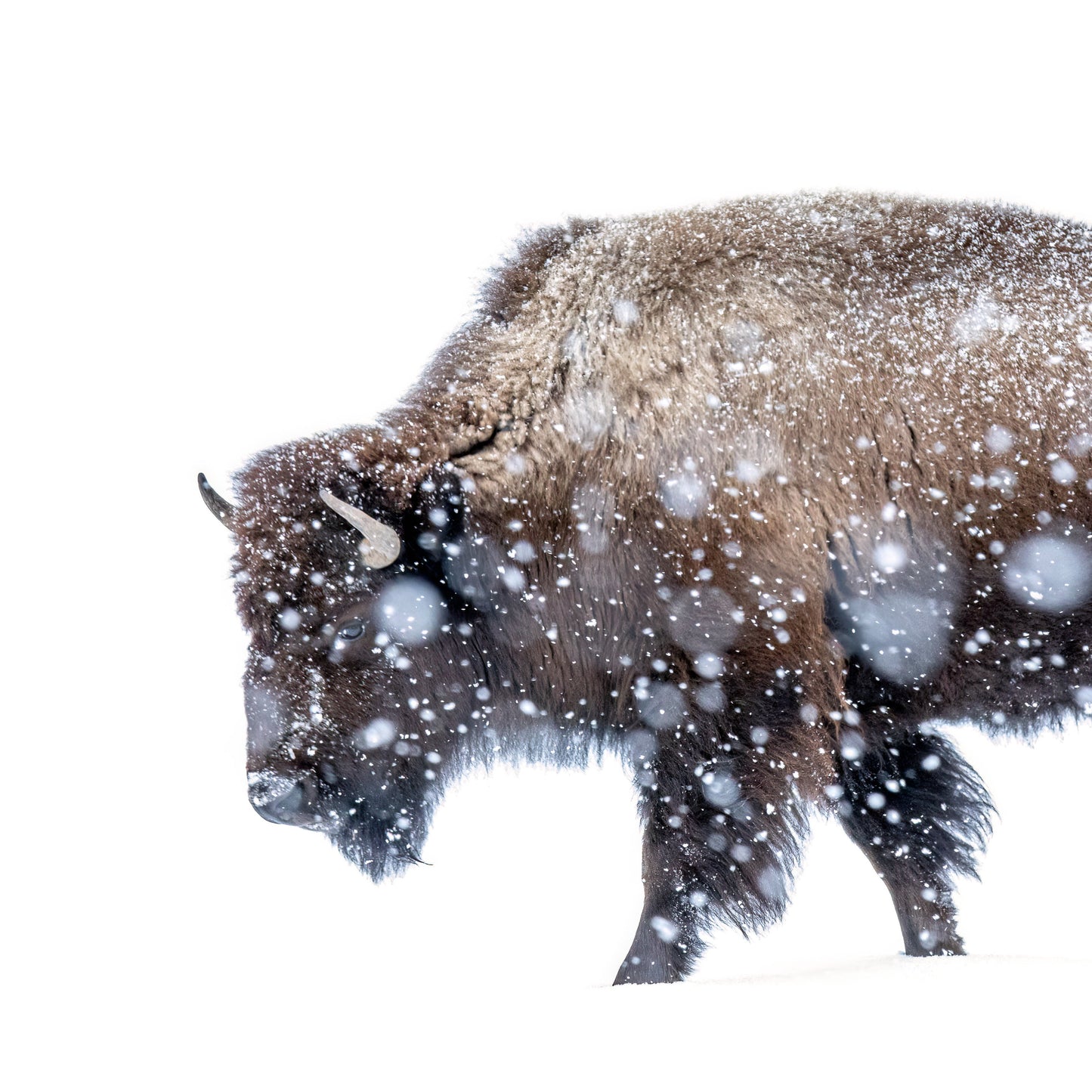 " Snow Bison " Canvas Photograph