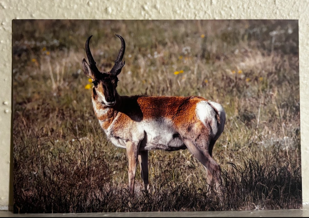 Postcard- Photos- Wyoming Wildlife and Scenery