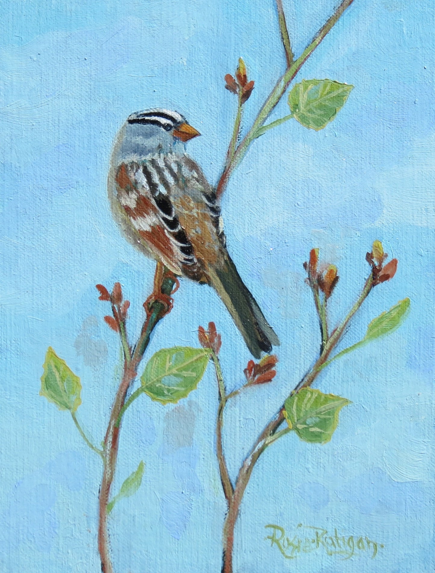 Original Oil Painting Framed- "Spotlight" White Crowned Sparrow