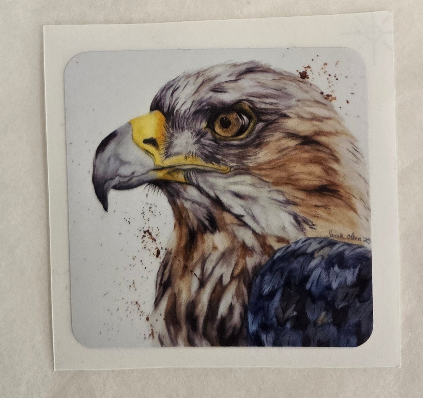 Eagle Eye  Watercolor Print