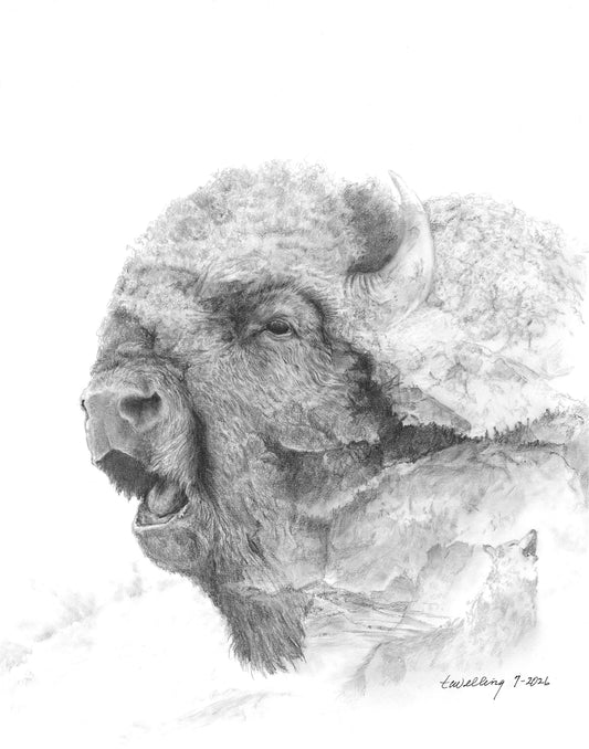Graphite Pencil Print- "Wildwood Spirit" Bison Bellowing