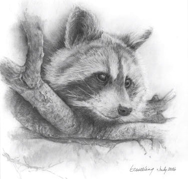 Graphite Pencil Print- "Woodland Bandit" Racoon