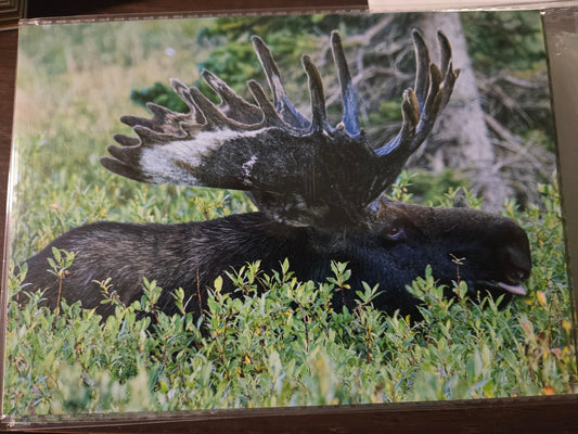 Greeting Card- "The King" Moose Bull