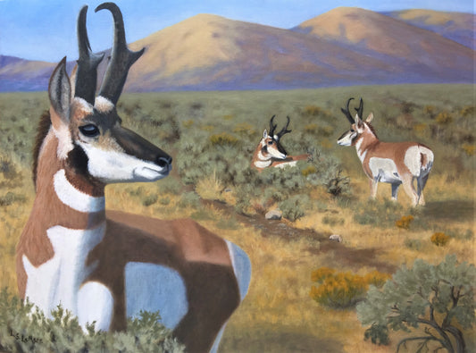 " The Sentinel " Pronghorn Original Oil Painting