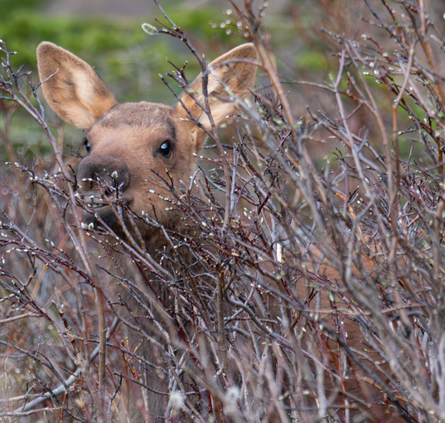 Canvas Print- "Those Teeth" Moose