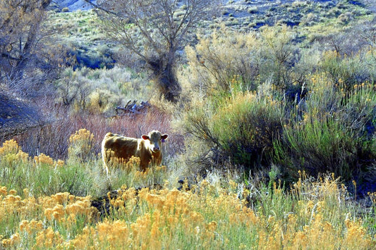 " White Cow in Flowers " Greeting Card