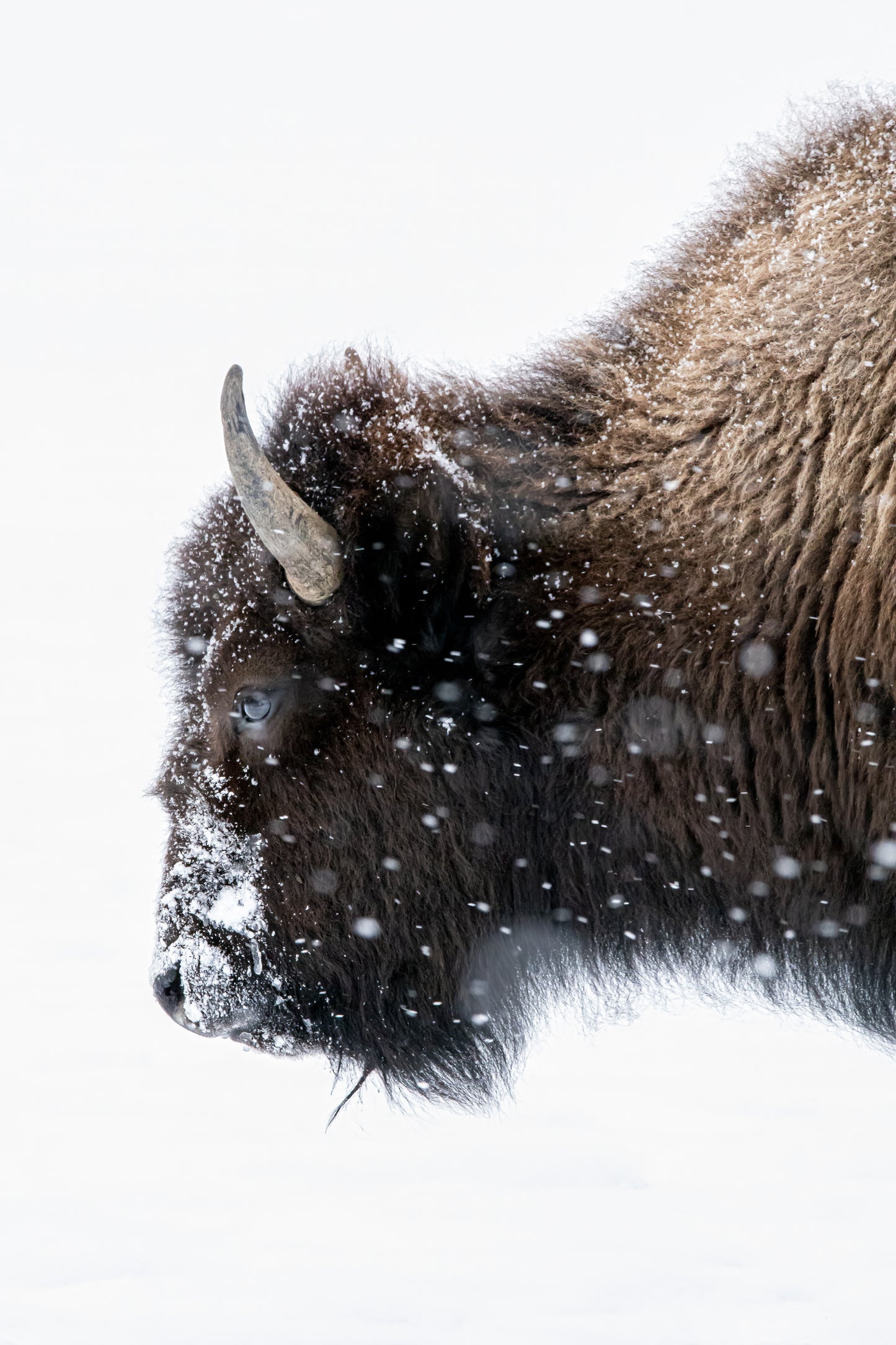 Canvas Photograph- " Winter Guardian "