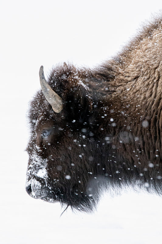 " Winter Guardian " Photograph