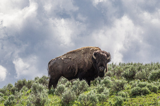 " Wyoming Skies " Metal Photograph