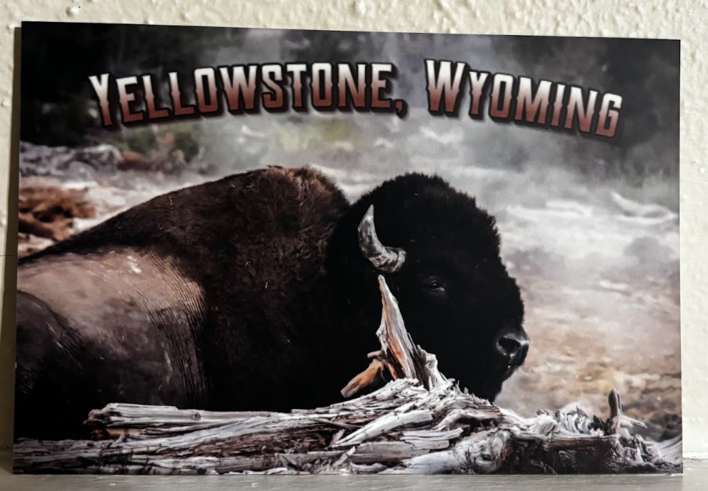 Postcard- Photos- Wyoming Wildlife and Scenery