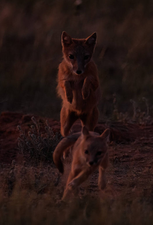 Metal Print- "You Can Run..." Fox