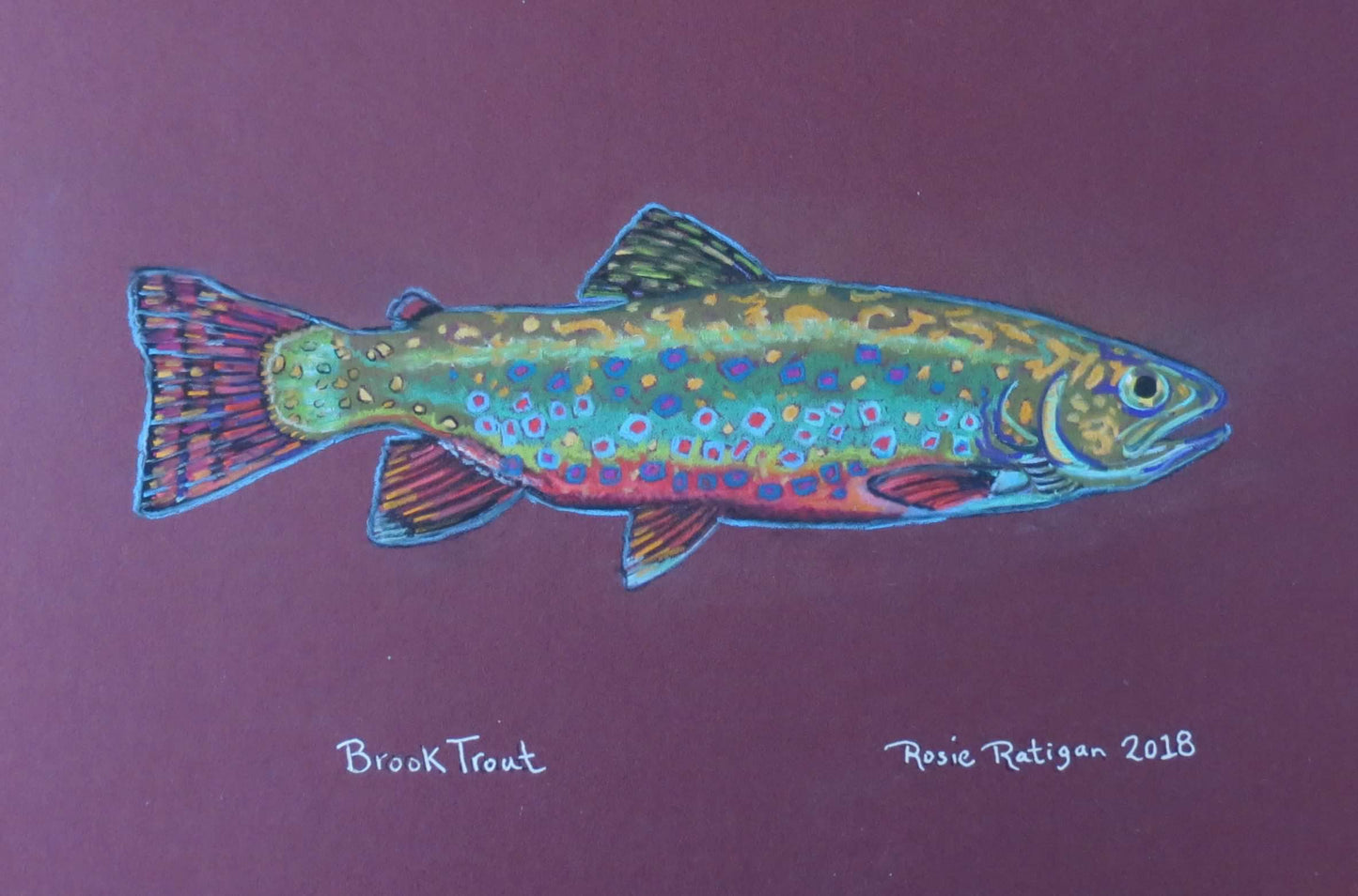 Card Pack- Set of 4 -Assorted Trout -Fish