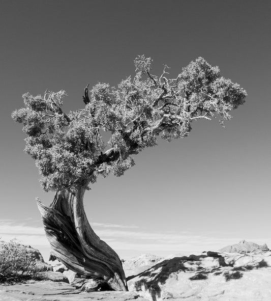 Photograph Print - "Desert Cedar"